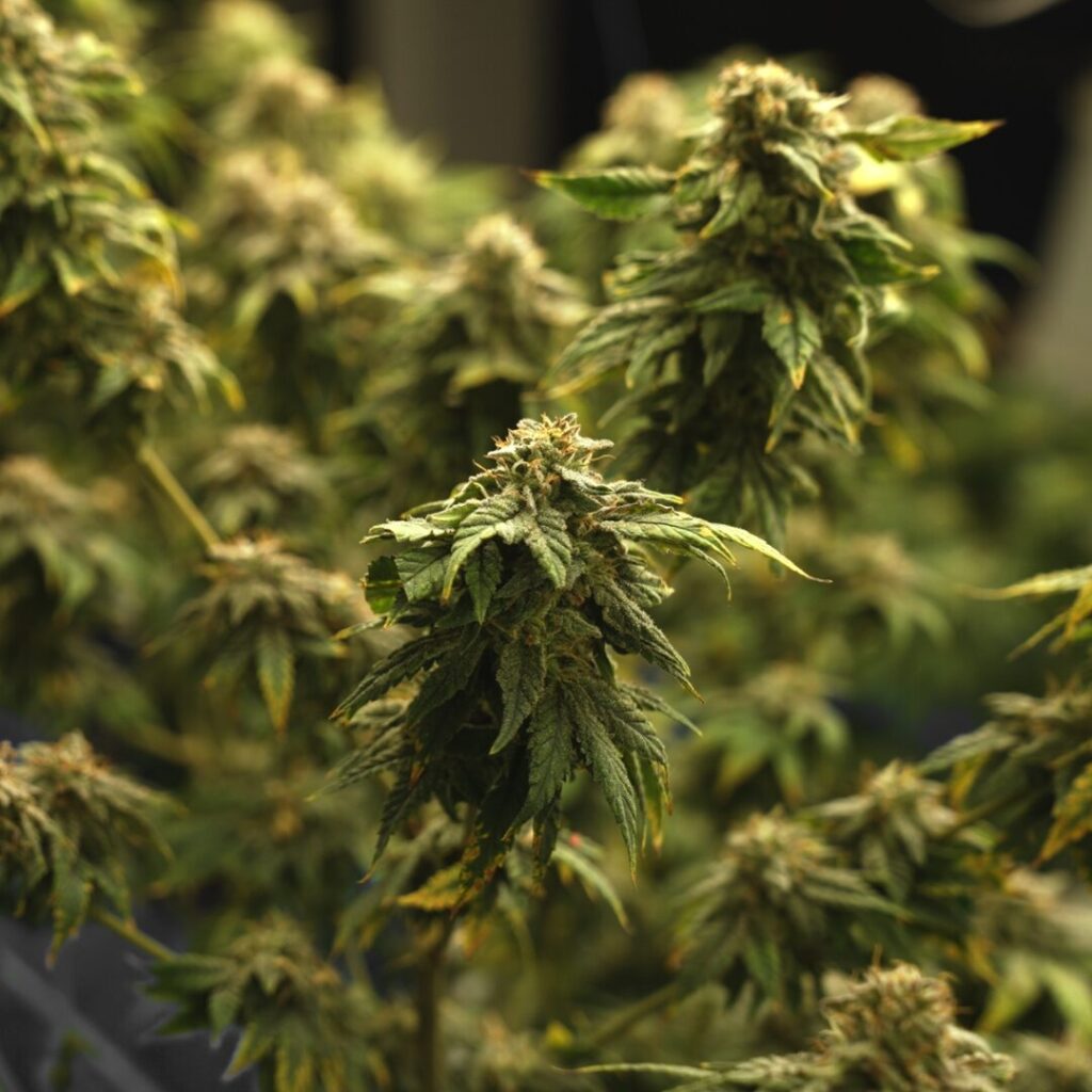 Cannabis